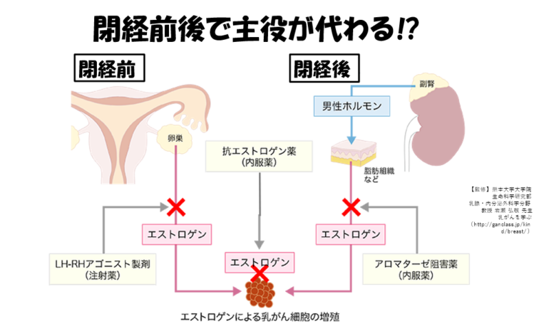 乳がんのホルモン治療について